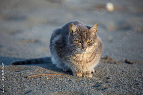 Gray adult cat sitting on the sand at the beach
