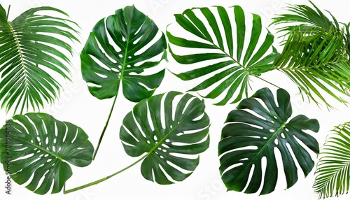 set of green monstera palm and tropical plant leaf isolated on white background for design elements flat lay
