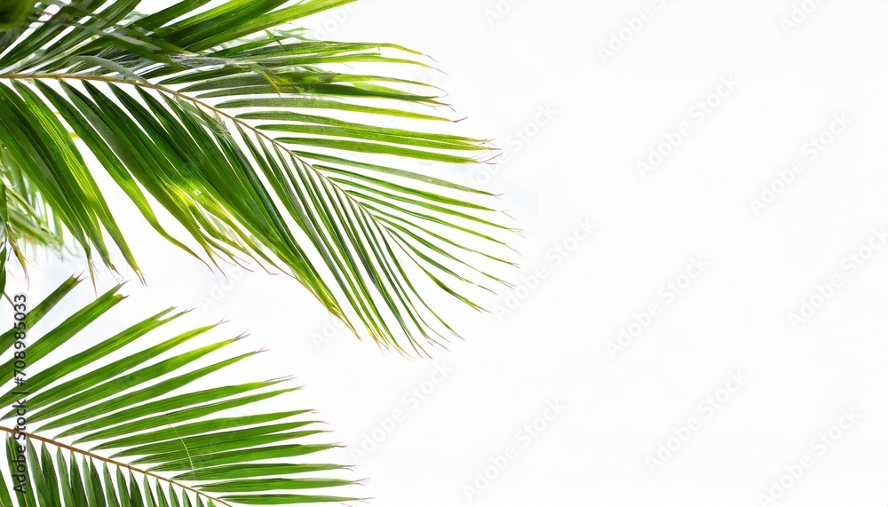 green palm leaves white background isolated closeup palm leaf corner border palm branches frame palm tree tropical foliage banner exotic pattern decoration design element empty text copy space