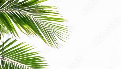 green palm leaves white background isolated closeup palm leaf corner border palm branches frame palm tree tropical foliage banner exotic pattern decoration design element empty text copy space © Richard