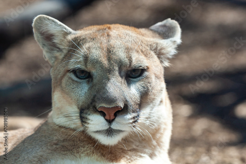 North American cougar (Puma concolor), close-up of a wild animal basking in the sun in the wild photo