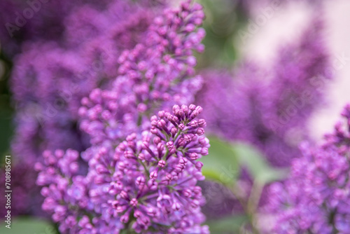 Lilac flowers branch. Floral background, natural spring. Blossoming lilac flower bud. Spring time color. Beautiful purple petal plant. Botanical flora. Aesthetic mood. Summer garden. Pink liliac