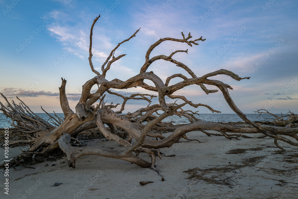 Dry trees on the sandy shore of a wide beach against the backdrop of a cloudy sky