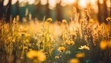 relaxing soft focus sunset field landscape of yellow flowers grass meadow warm golden hour sunset sunrise tranquil spring summer nature closeup and blurred forest background idyllic floral bloom