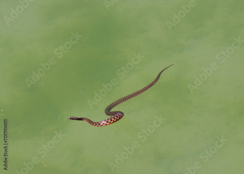 grass snake