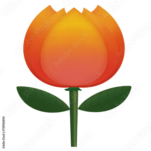 Beautiful Gradient yellow red flower tulip
