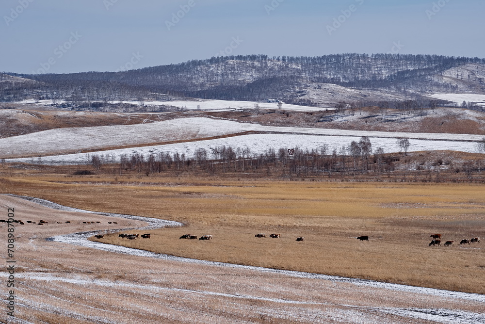 Obraz premium Russia. Krasnoyarsk Territory. A large herd of purebred cows returns home through a snow-covered agricultural field surrounded by steppe hills.