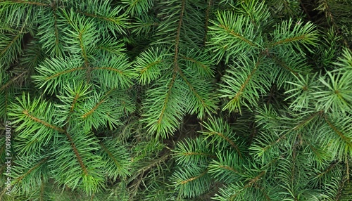 christmas tree nature green background pine branches needles top view december mood concept spruce branch with needle of different varieties © Richard