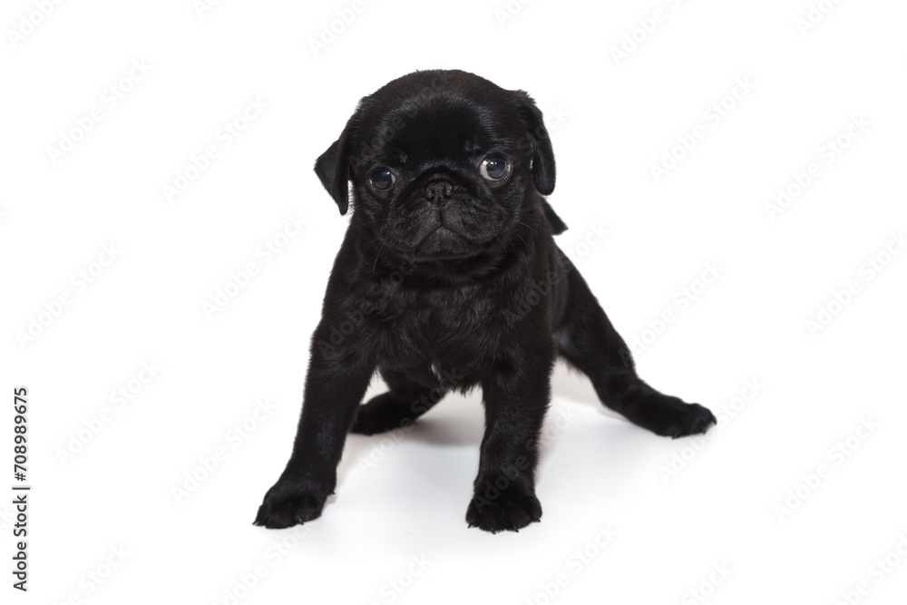 Funny puppy of a black pug