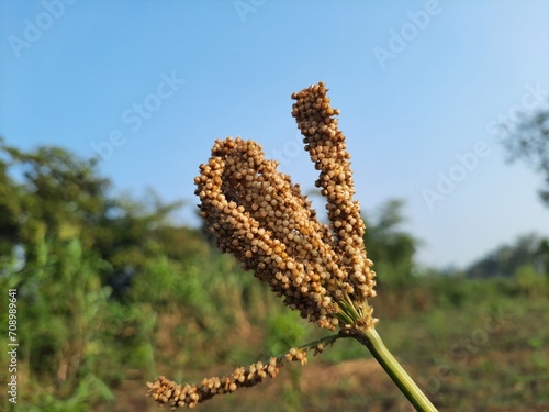 Eleusine coracana or finger millet plants closeup.