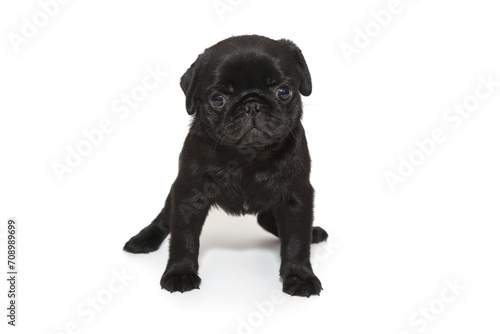 Funny puppy of a black pug, he stands.