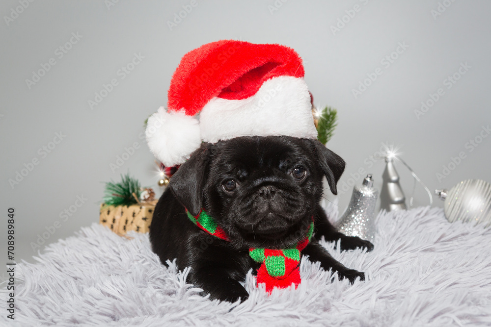Black pug puppy in a Santa hat