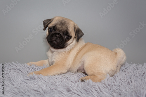 Beige pug puppy on a gray background