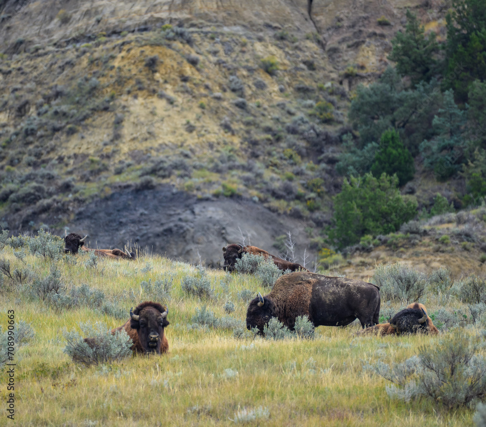 The American bison or buffalo (Bison bison), is the largest mammal on the North American continent The American bison or buffalo (Bison bison), is the largest mammal on the North American continent