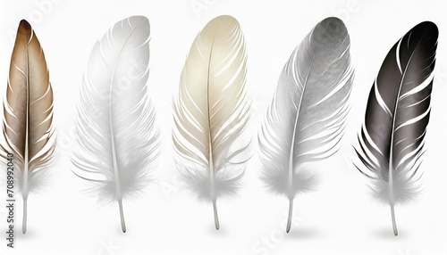 beautiful collection feather isolated on white background