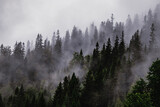A dark forest among clouds and fog.