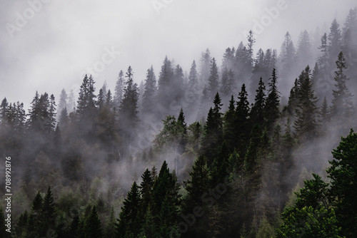 Fototapeta Naklejka Na Ścianę i Meble -  A dark forest among clouds and fog.