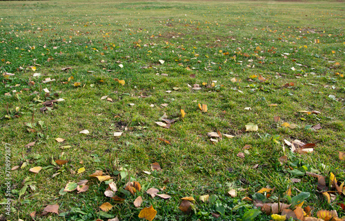A lawn with green grass in the park on an autumn day. Fallen leaves.