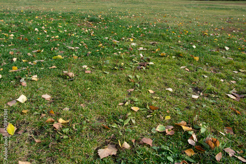 Lawn with green grass covered with fallen leaves in autumn day