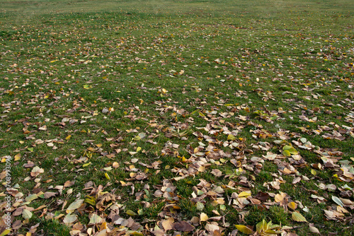 Fallen leaves on a green lawn on an autumn day