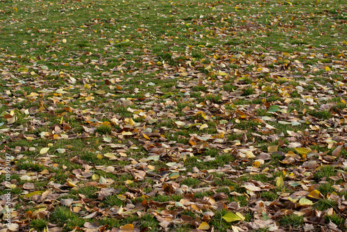 Lawn covered with fallen leaves in autumn day