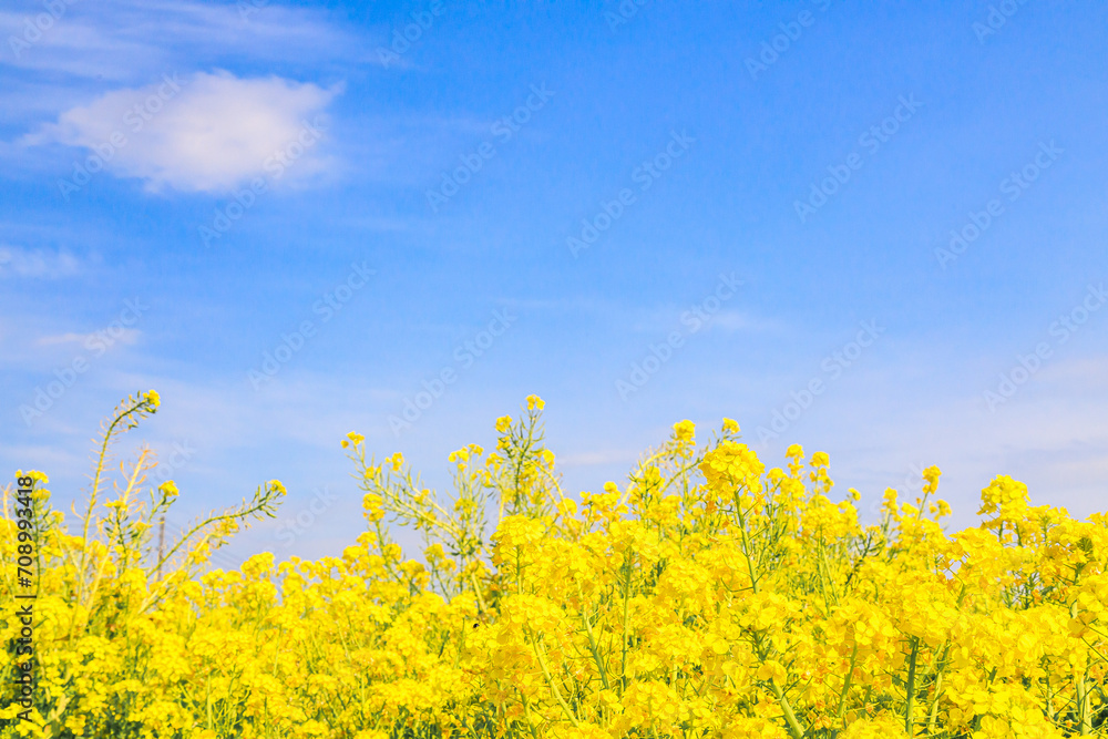 Obraz premium 爽やかな青空と菜の花の群生