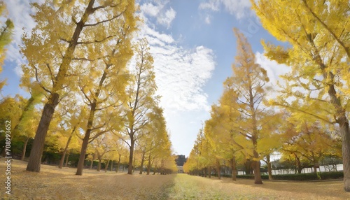 row of yellow ginkgo tree in autumn autumn park in tsukuba japan © Richard