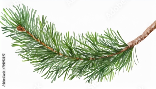 pine branch watercolor isolated illustration green natural forest christmas tree needles branches greenery hand drawn holiday decor with fir branch holiday celebration decoration for 2024 new year