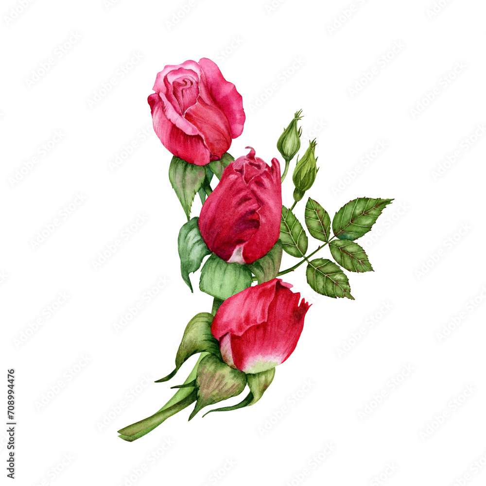 Obraz premium Composition with red rose flowers, buds and green leaves. Hand drawn watercolor illustration isolated on transparent background. Floral designs for cards, invitations, covers, wrapping and wallpaper