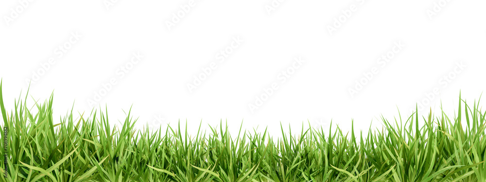 Fresh green grass isolated against a transparent background - obrazy, fototapety, plakaty 