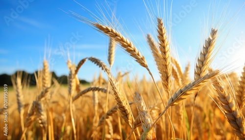 Barley in harvest season blue sky.