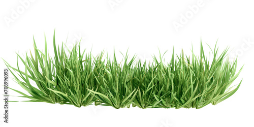 Isolated green grass isolated on white photo