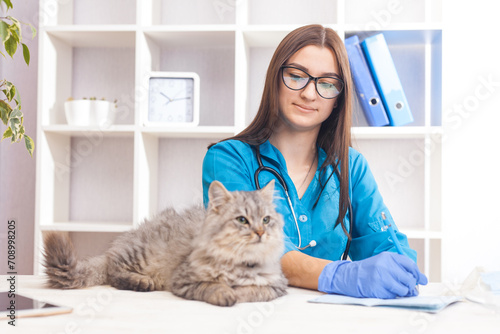 female doctor examines a gray cat in a veterinary clinic. medicine for pets