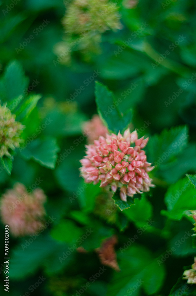 The decorative flowering bush in the garden The decorative flowering bush in the garden