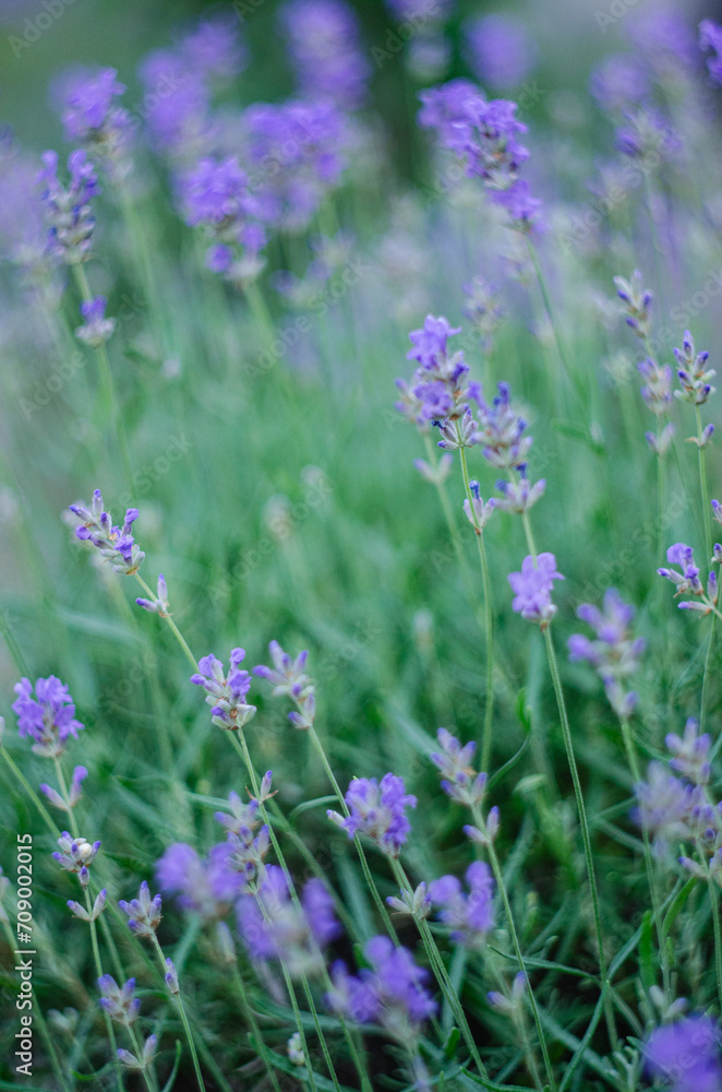 A blooming lavender in the garden