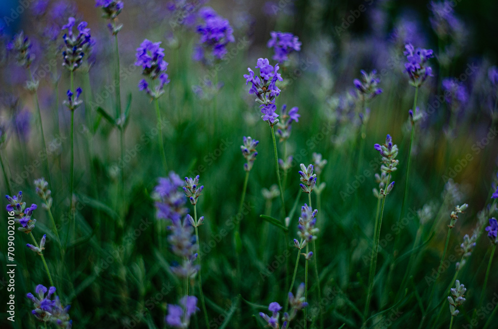 Obraz premium A blooming lavender in the garden