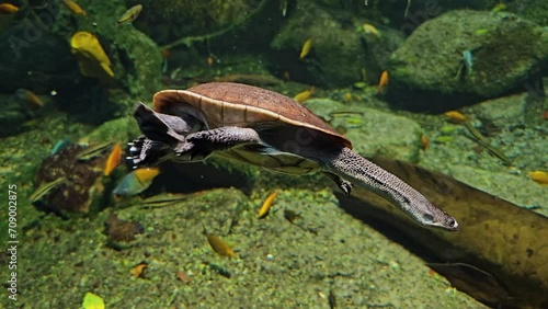 Snake neck water turtle swimming underwater beside a lung fish photo