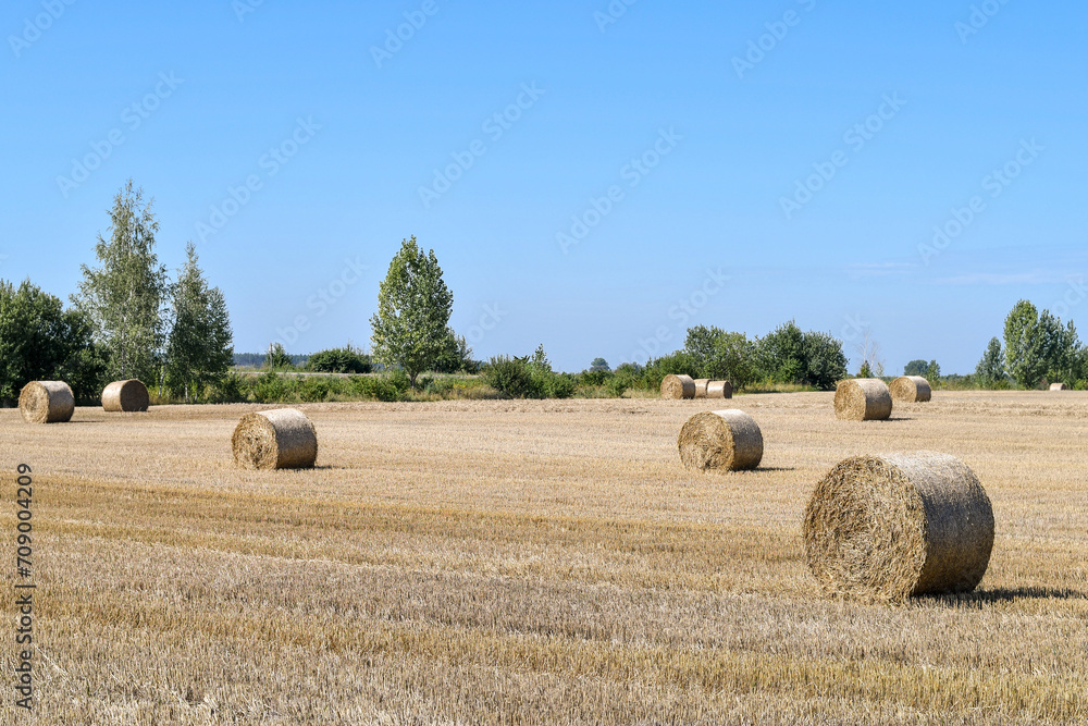 Wide angle view of pressed straw bales in the field with blue cloudless sky. Copy space. 