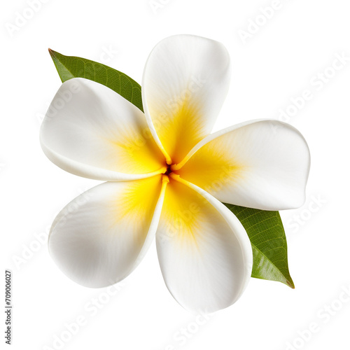 frangipani plumeria flower isolated on transparent background