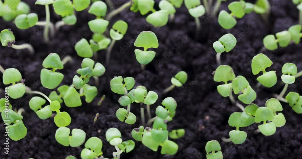 Green Sprouts Agricultural Crops, Growing in Fertile Soil. Agriculture Concept. Green Sprouts Agricultural Crops, Growing in Fertile Soil. Agriculture Concept.