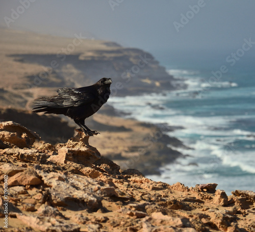 Beautiful raven perched on a rock in the northern coast of the Jandia natural park, Fuerteventura Island, Canary Islands 