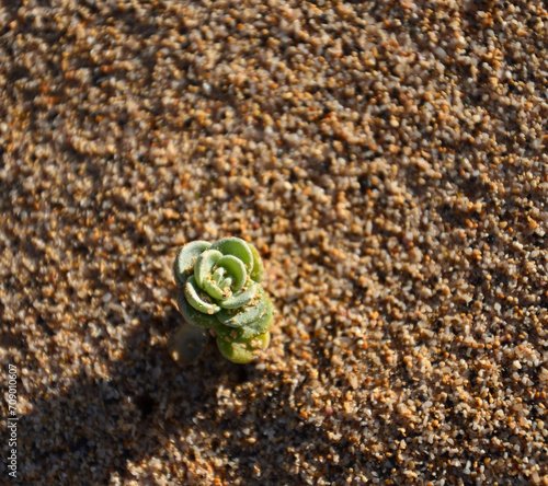 Isolated small halophyllous plant in the foreground emerging from the sand