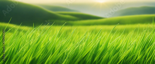 Green fresh grass on a blurred background.