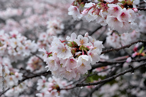 Cherry blossom trees on a rainy day photographed in 2023
