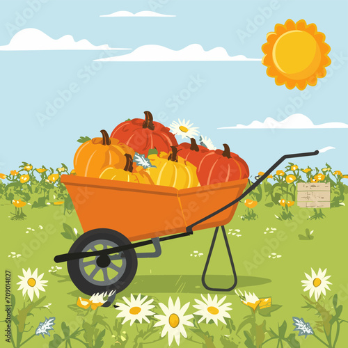 Autumn landscape. harvesting, autumn, rural landscape. wheelbarrow, pumpkins, autumn. autumn garden