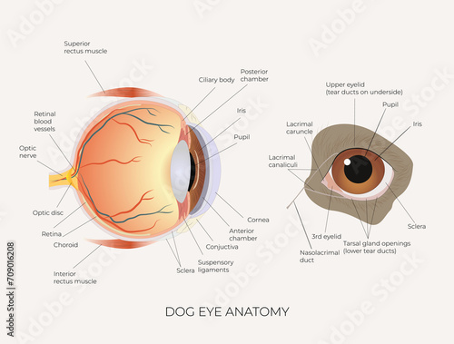 Dog's eye. The structure of the dog's eye. Anatomical illustration. Suitable for veterinary posters and educational materials. Biology and Zoology. Vector illustration.  photo