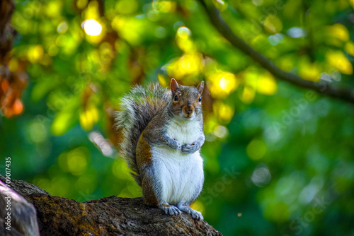Closeup of a squirrel in the park in spring