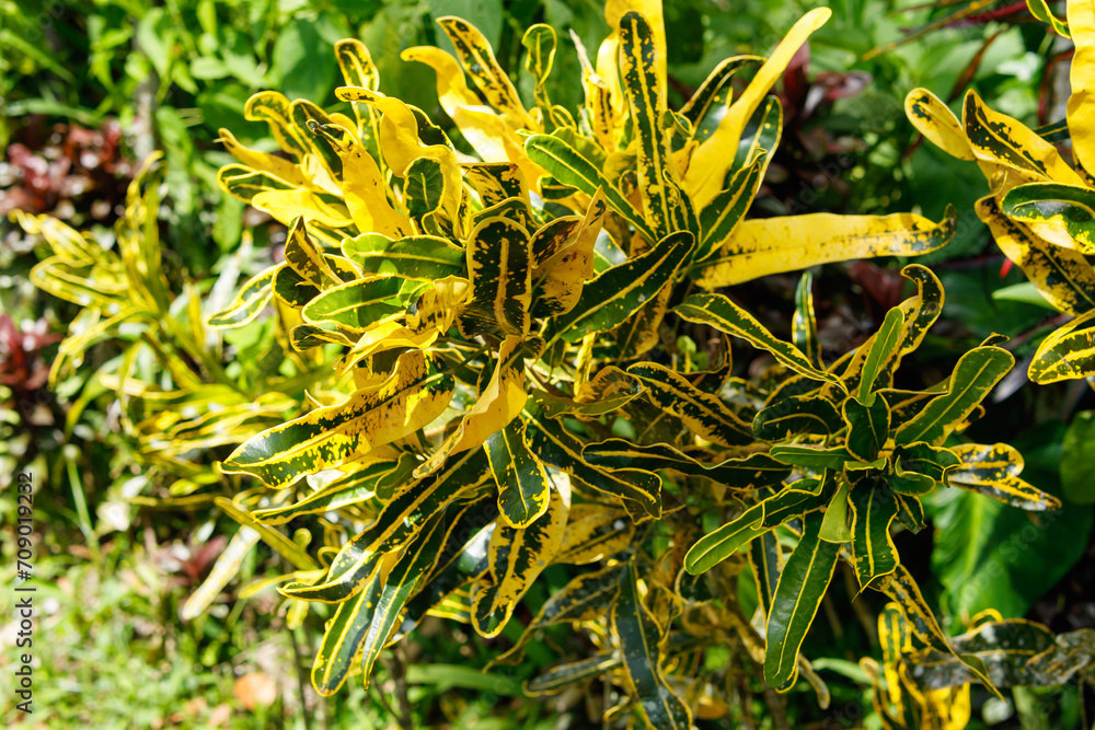 Fototapeta premium close up of yellow flowers