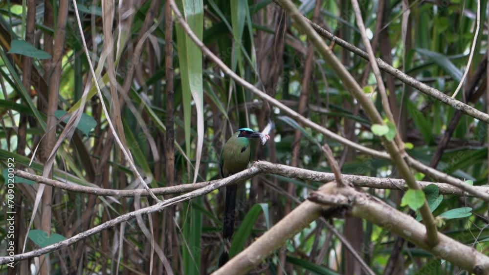 Andean motmot sitting on a branch in the rain forest. Andean motmot sitting on a branch in the rain forest.