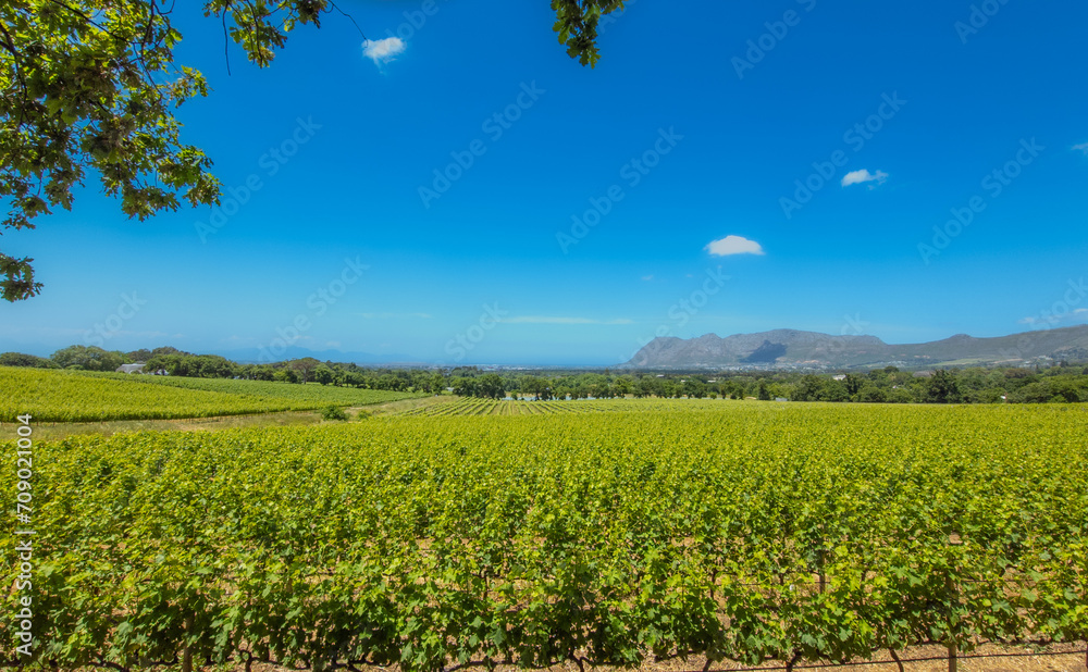 South African vineyard near the town of Constantia Cape Town.